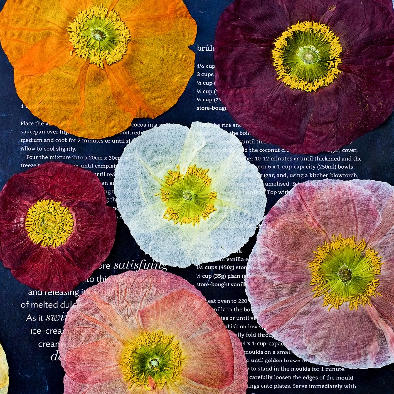 Resin Art Photo Frame - 1pcs,Nature Field Poppy Pressed Dry Flowers