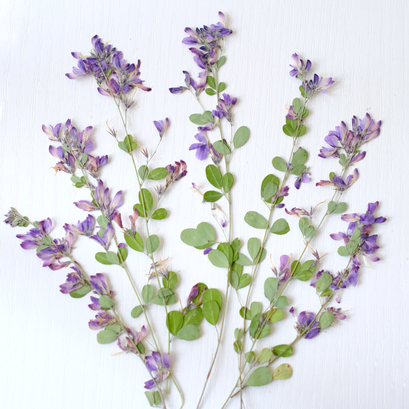 6pcs,nature Lespedeza Formosa  - Resin Art Photo Frame recension och pris