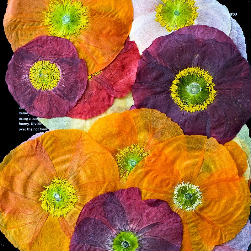 1pcs,Nature Field Poppy Presse - Resin Art Photo Frame recension och pris